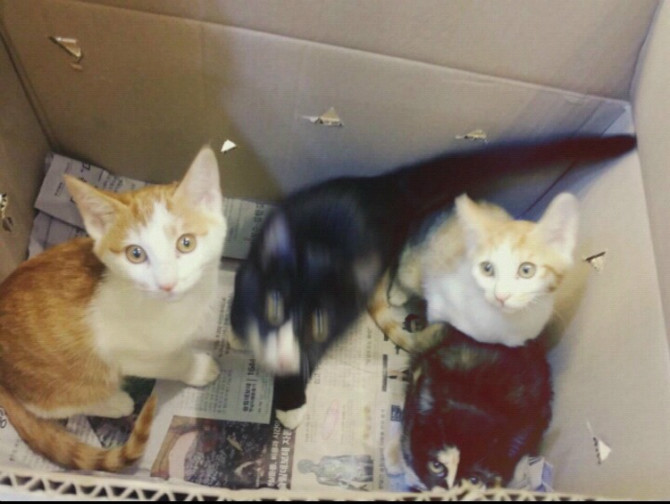 동물병원에 고양이 4마리 놓고간 초딩.jpg | 인스티즈