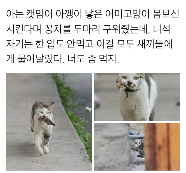 아깽이 낳은 어미고양이에게 꽁치를 두마리 구워줬는데.twt | 인스티즈