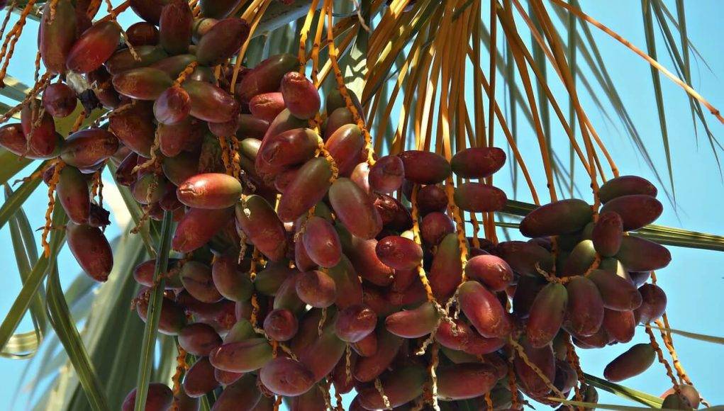 중동에서 흔한 간식 | 인스티즈