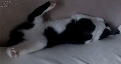 고양이 액체설.gif | 인스티즈