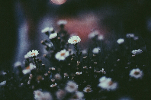  사랑은 서로의 가슴에 가서 고이 죽어 가는 일이다 | 인스티즈