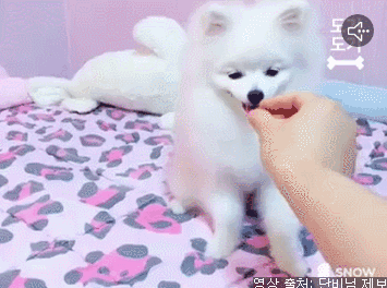 강아지 앞에서 동그라미를 하면 | 인스티즈