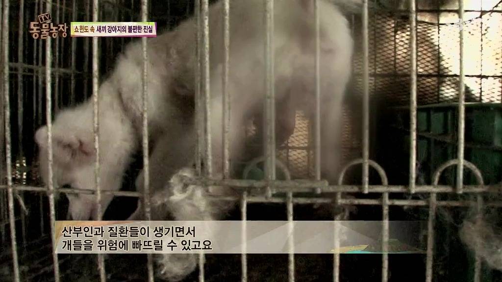 충격과 공포의 오늘자 동물농장(혐오주의) | 인스티즈