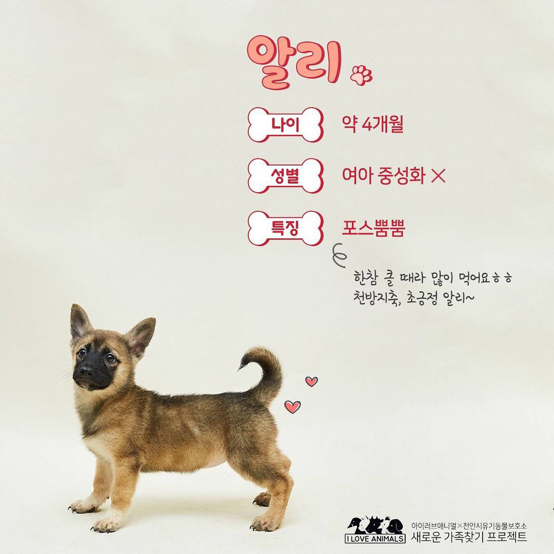 우리는 언제 가족이 생기나요? 사지 말고 입양하세요! | 인스티즈