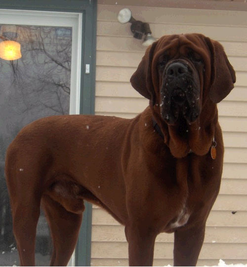 현금 1억받는 조건으로 이 개 평생 키우라고 한다면 키우실것 같나요? | 인스티즈