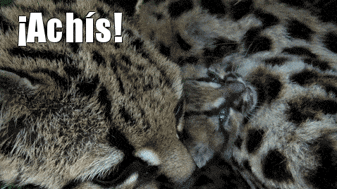 키우고 싶은 마게이 | 인스티즈