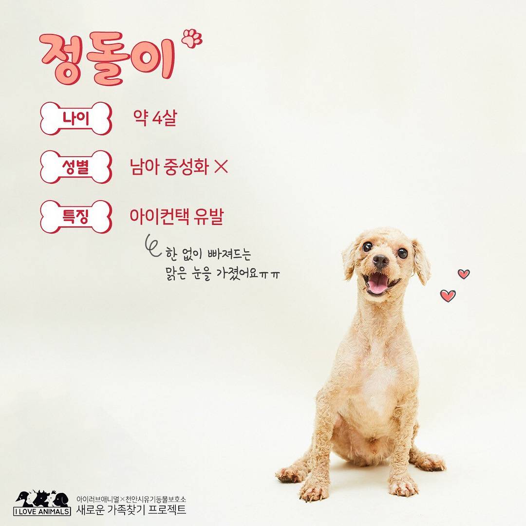 우리는 언제 가족이 생기나요? 사지 말고 입양하세요! | 인스티즈