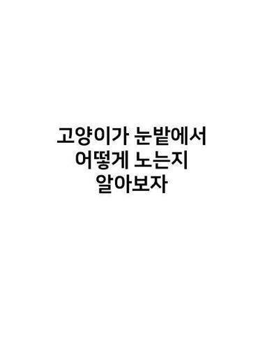 고양이가 눈밭에서 어떻게 노는지 알아보자 | 인스티즈