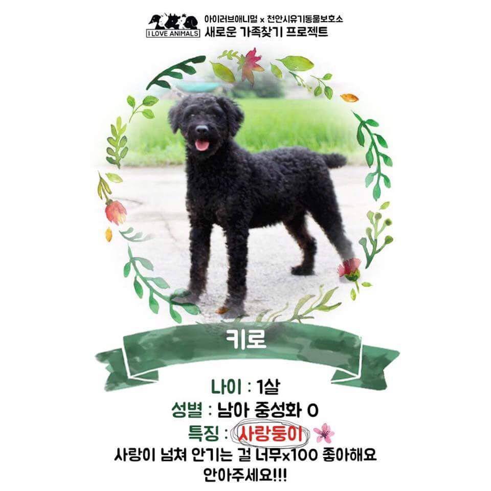 우리는 언제 가족이 생기나요? 사지 말고 입양하세요! | 인스티즈