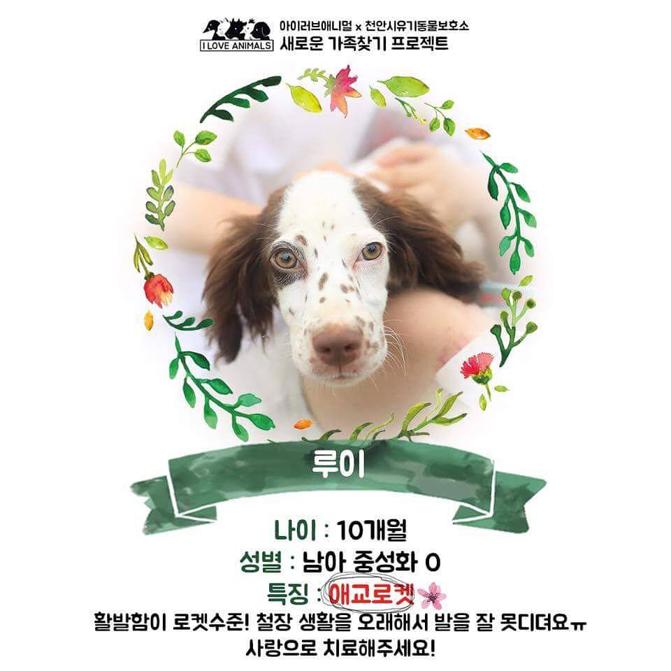 우리는 언제 가족이 생기나요? 사지 말고 입양하세요! | 인스티즈