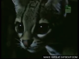 키우고 싶은 마게이 | 인스티즈