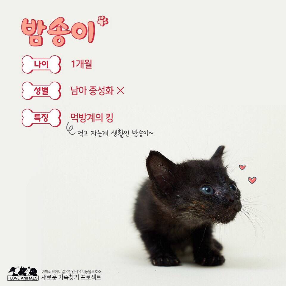 우리는 언제 가족이 생기나요? 사지 말고 입양하세요! | 인스티즈