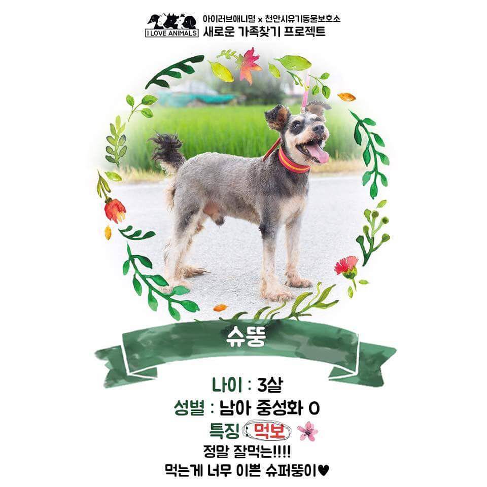 우리는 언제 가족이 생기나요? 사지 말고 입양하세요! | 인스티즈