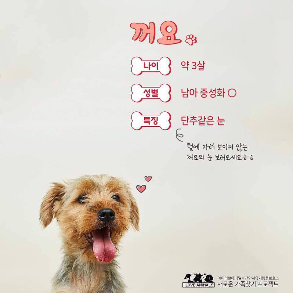 우리는 언제 가족이 생기나요? 사지 말고 입양하세요! | 인스티즈