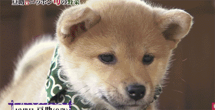 일본 교양 프로그램 마스코트인 애기 시바견ㅠㅠ.gif | 인스티즈