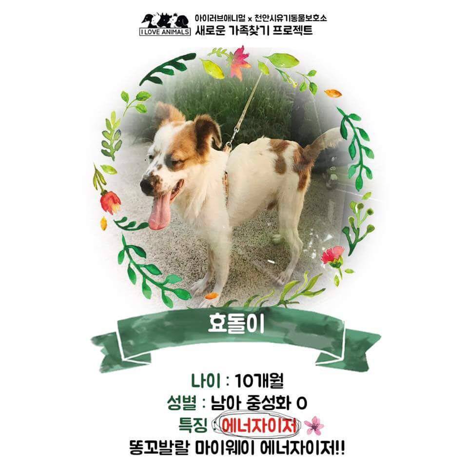 우리는 언제 가족이 생기나요? 사지 말고 입양하세요! | 인스티즈