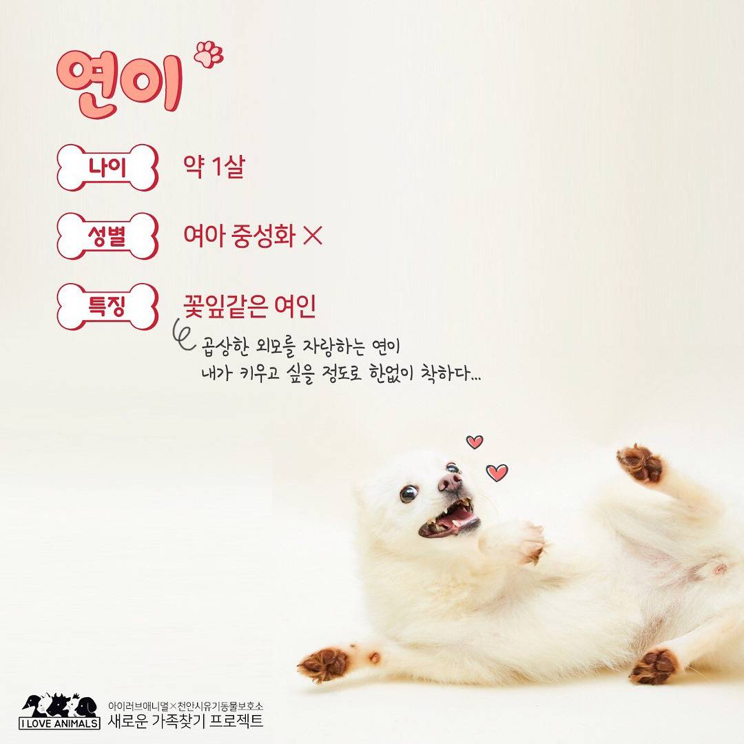 우리는 언제 가족이 생기나요? 사지 말고 입양하세요! | 인스티즈