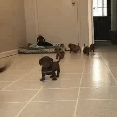 닥스훈트 가족들.gif | 인스티즈