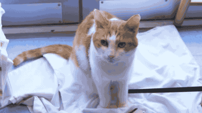 고양이의 눈키스 | 인스티즈