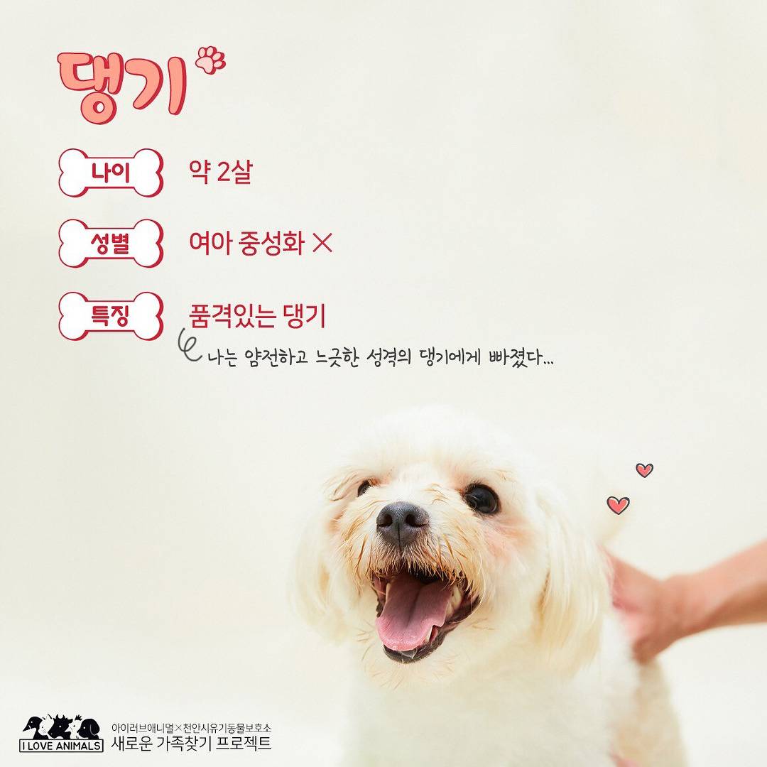 우리는 언제 가족이 생기나요? 사지 말고 입양하세요! | 인스티즈