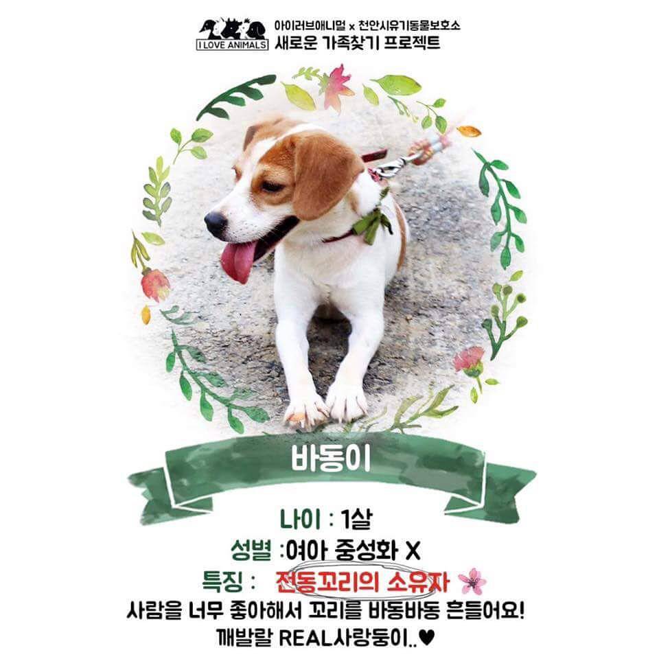 우리는 언제 가족이 생기나요? 사지 말고 입양하세요! | 인스티즈