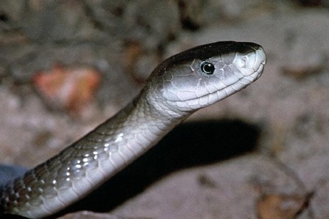 세상에서 가장 위험한 뱀 블랙 맘바 | 인스티즈