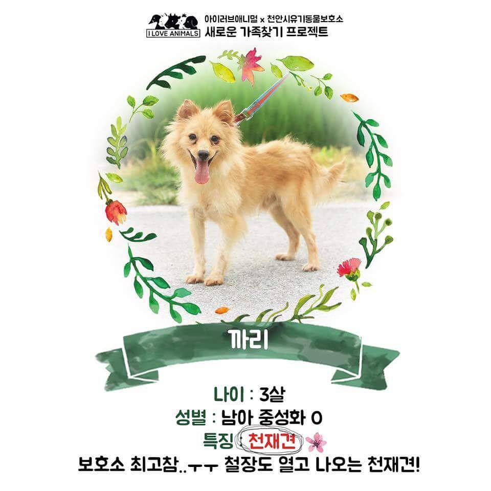 우리는 언제 가족이 생기나요? 사지 말고 입양하세요! | 인스티즈