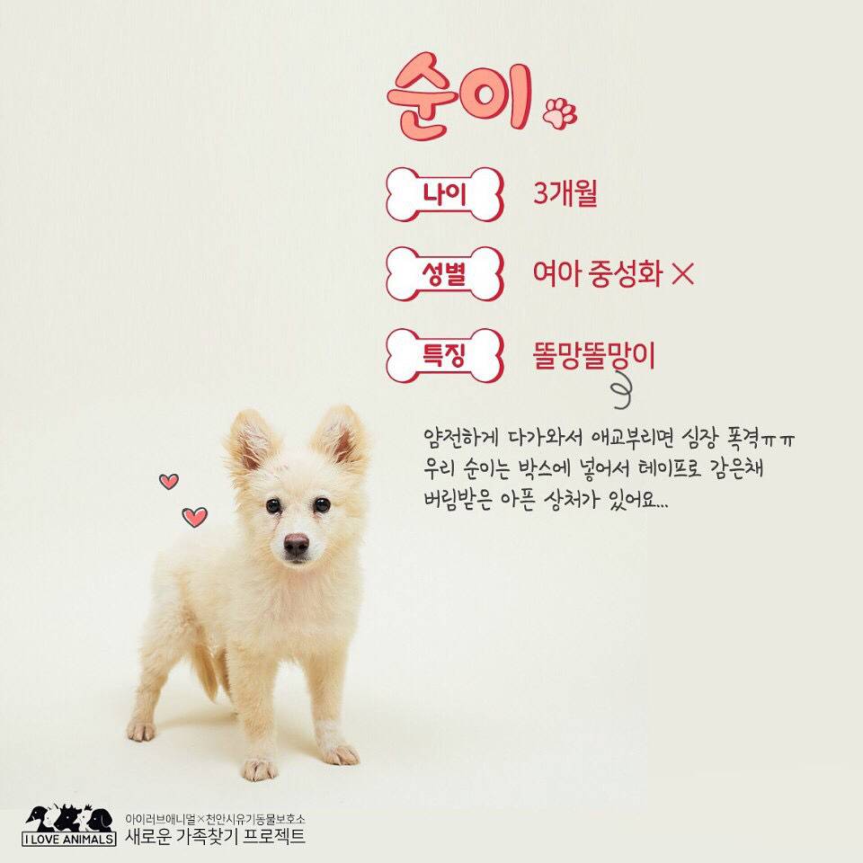 우리는 언제 가족이 생기나요? 사지 말고 입양하세요! | 인스티즈