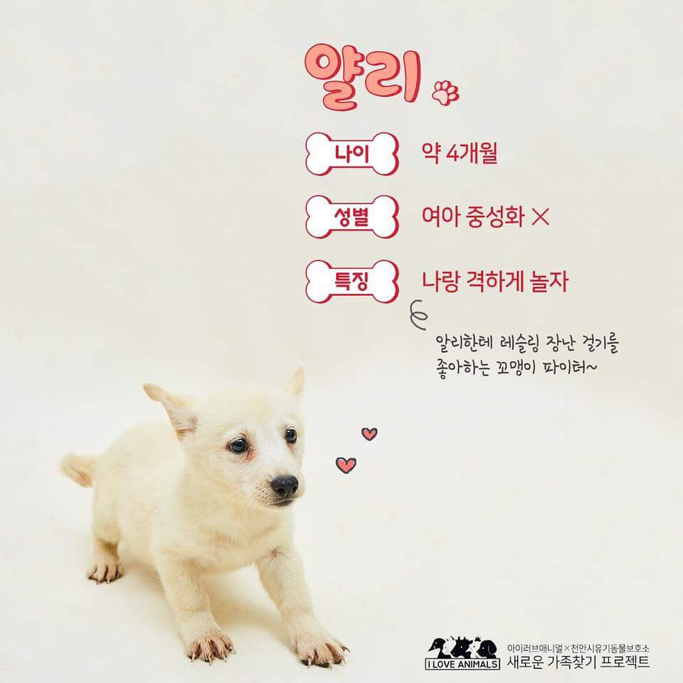 우리는 언제 가족이 생기나요? 사지 말고 입양하세요! | 인스티즈