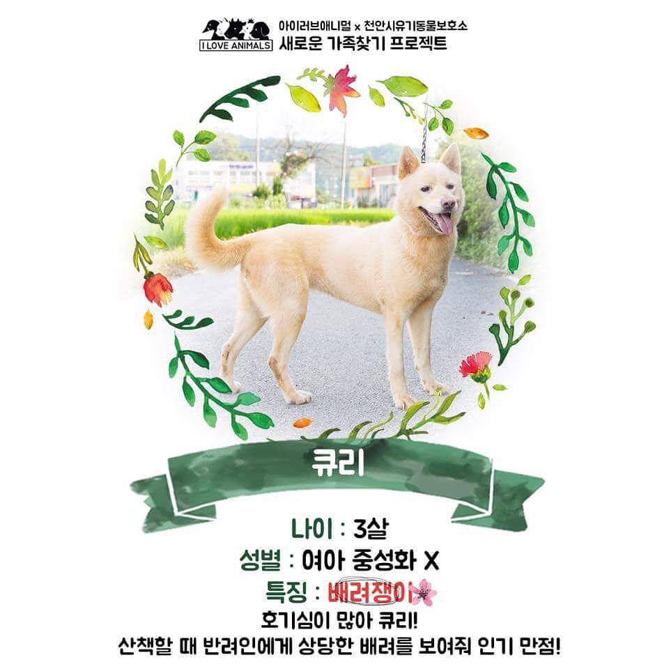 우리는 언제 가족이 생기나요? 사지 말고 입양하세요! | 인스티즈