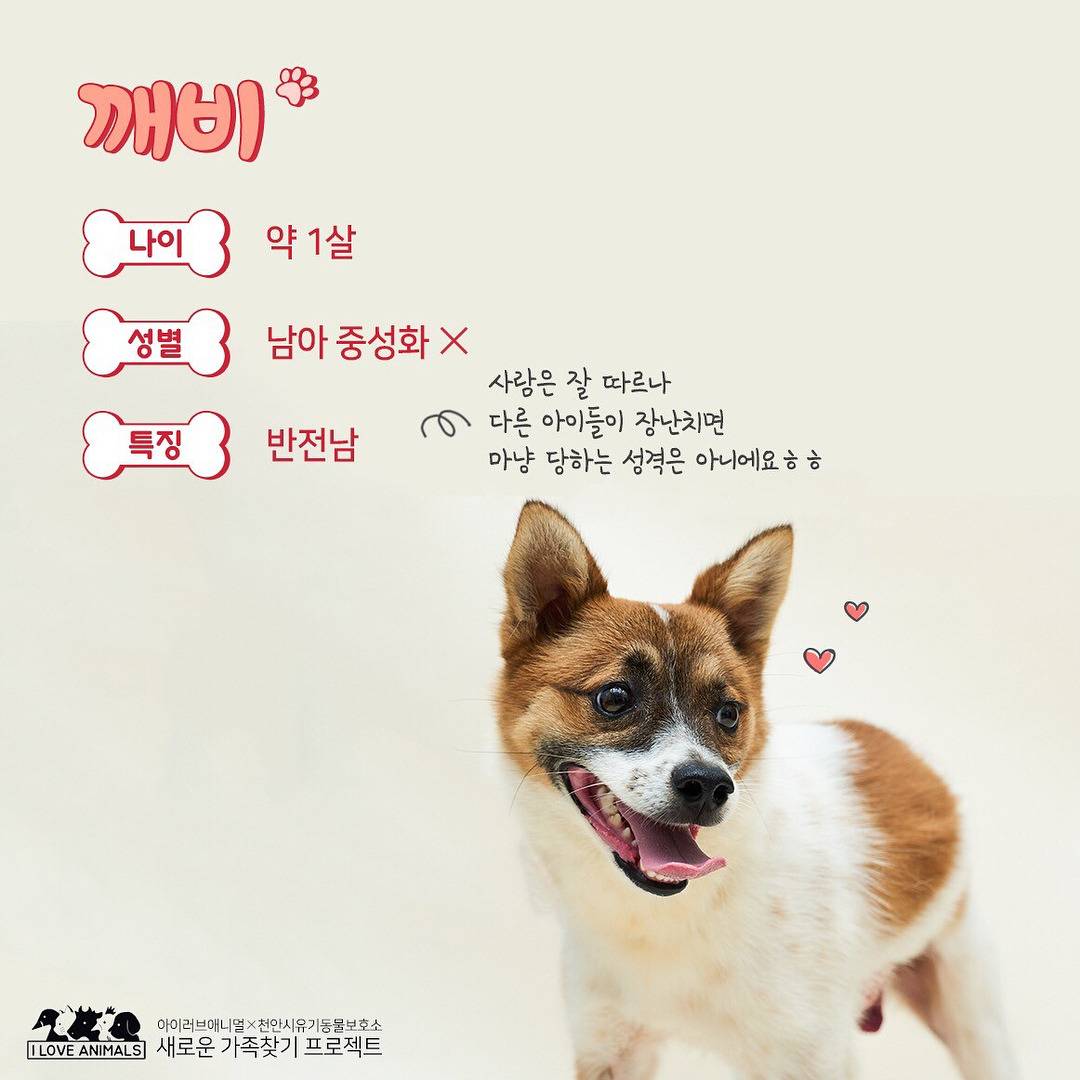 우리는 언제 가족이 생기나요? 사지 말고 입양하세요! | 인스티즈