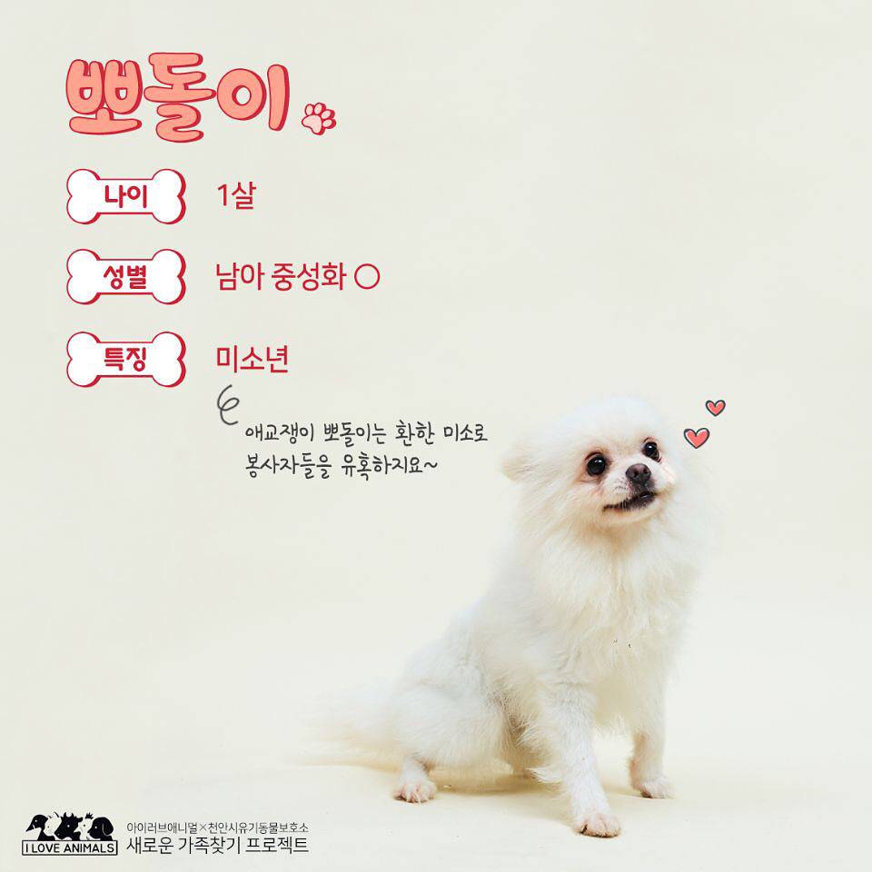 우리는 언제 가족이 생기나요? 사지 말고 입양하세요! | 인스티즈