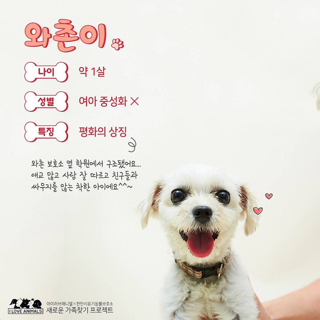 우리는 언제 가족이 생기나요? 사지 말고 입양하세요! | 인스티즈