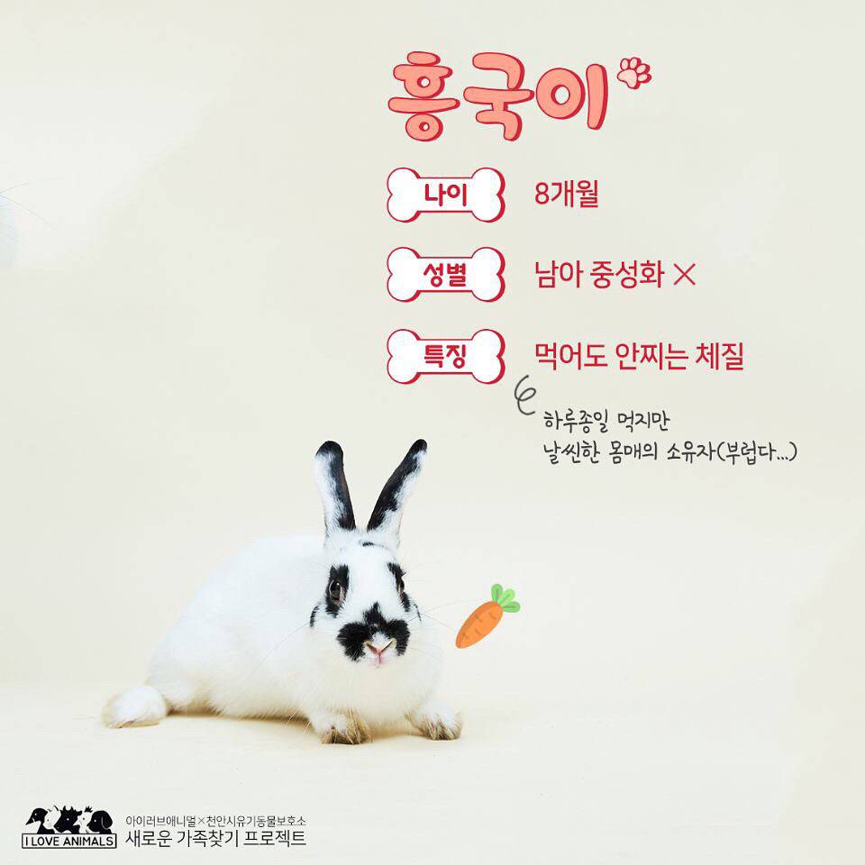 우리는 언제 가족이 생기나요? 사지 말고 입양하세요! | 인스티즈