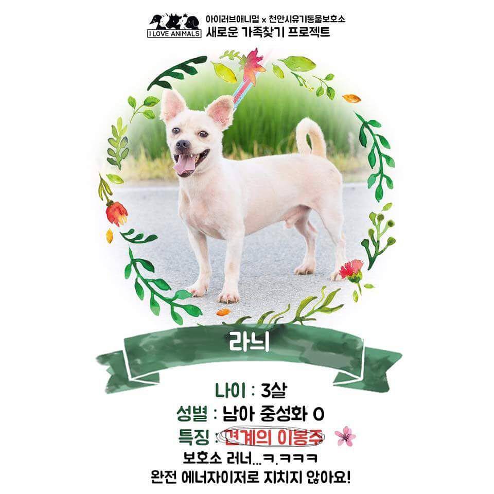 우리는 언제 가족이 생기나요? 사지 말고 입양하세요! | 인스티즈