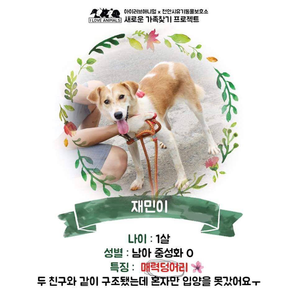 우리는 언제 가족이 생기나요? 사지 말고 입양하세요! | 인스티즈