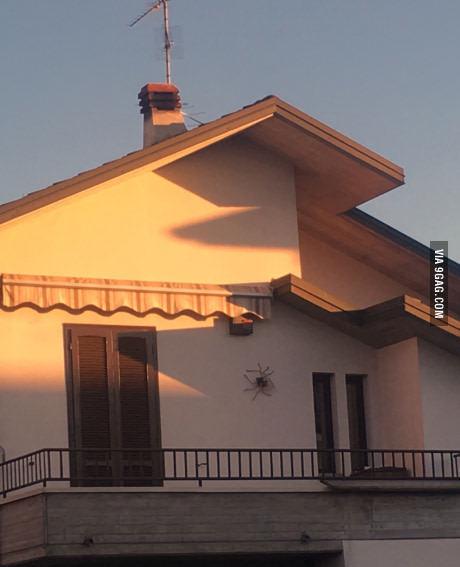 호주의 흔한 벌레 | 인스티즈