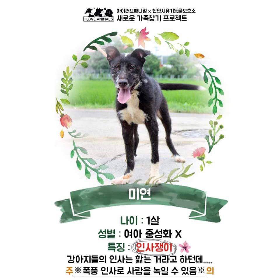 우리는 언제 가족이 생기나요? 사지 말고 입양하세요! | 인스티즈