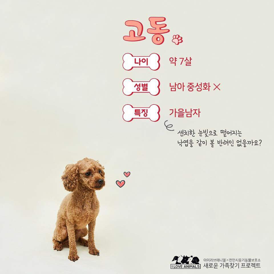 우리는 언제 가족이 생기나요? 사지 말고 입양하세요! | 인스티즈