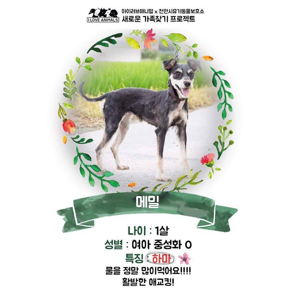 우리는 언제 가족이 생기나요? 사지 말고 입양하세요! | 인스티즈