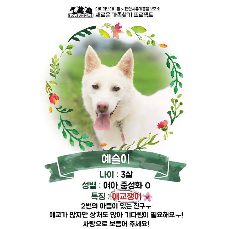 우리는 언제 가족이 생기나요? 사지 말고 입양하세요! | 인스티즈