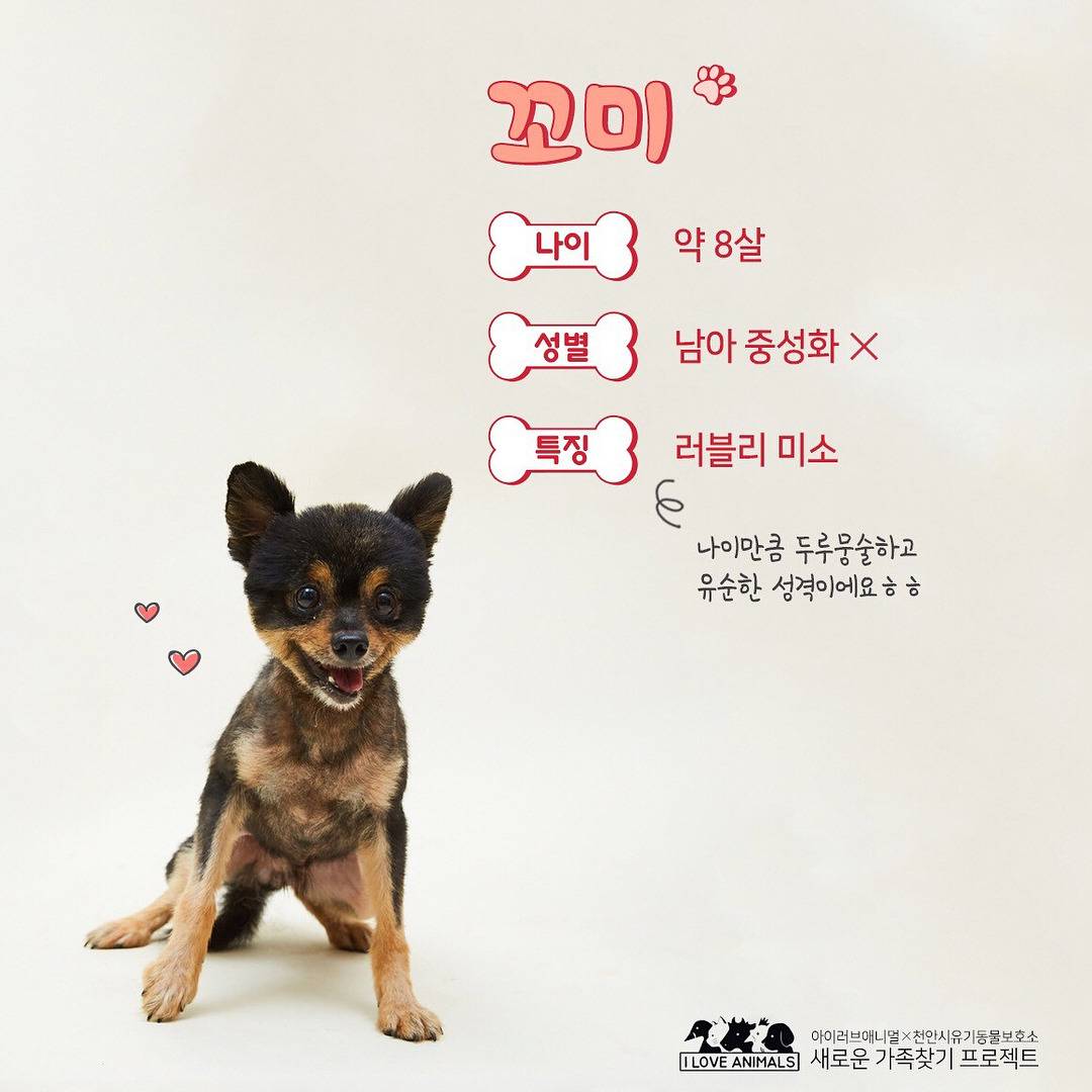 우리는 언제 가족이 생기나요? 사지 말고 입양하세요! | 인스티즈