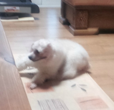 우리집 개 부분 미용 시켰는데ㅋㅋ | 인스티즈