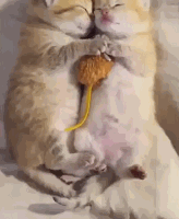 꿀잠 자는 냥이들 | 인스티즈