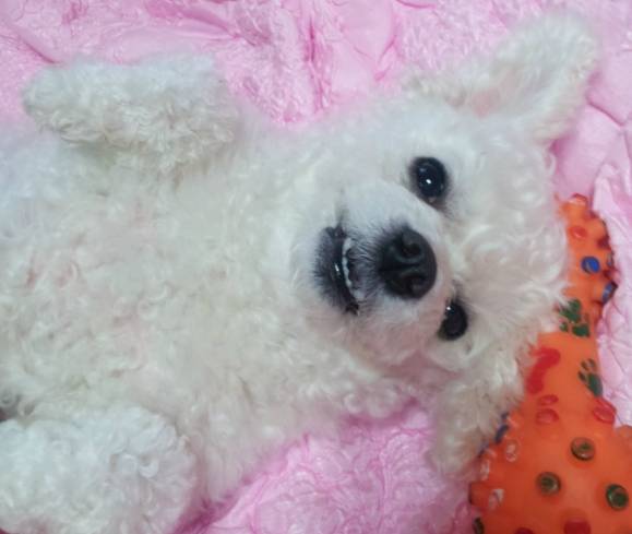 우리집 개 부분 미용 시켰는데ㅋㅋ | 인스티즈