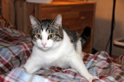 고양이가 전화통화하는 주인 옆에서 울어대는 이유 | 인스티즈