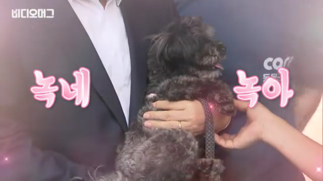 토리가 새마약방석이 맘에 들었나보다(영상） | 인스티즈