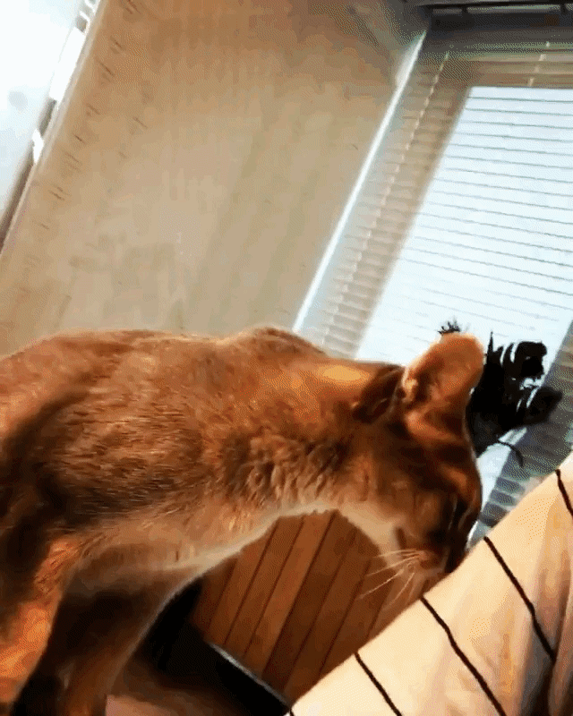 지디가 모시는 고양이 아이 (IYE) | 인스티즈