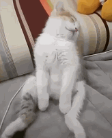 꿀잠 자는 냥이들 | 인스티즈