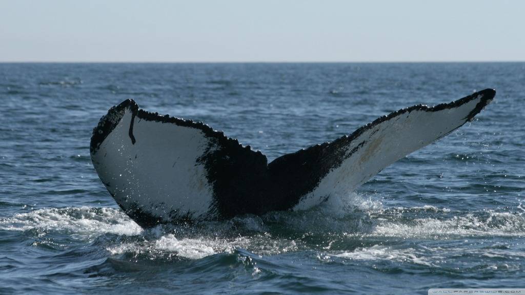 고해상도 컴퓨터 배경화면 395번째 게시물 BGM - 센과 치히로의 행방불명 OST - 어느 여름 날 | 인스티즈
